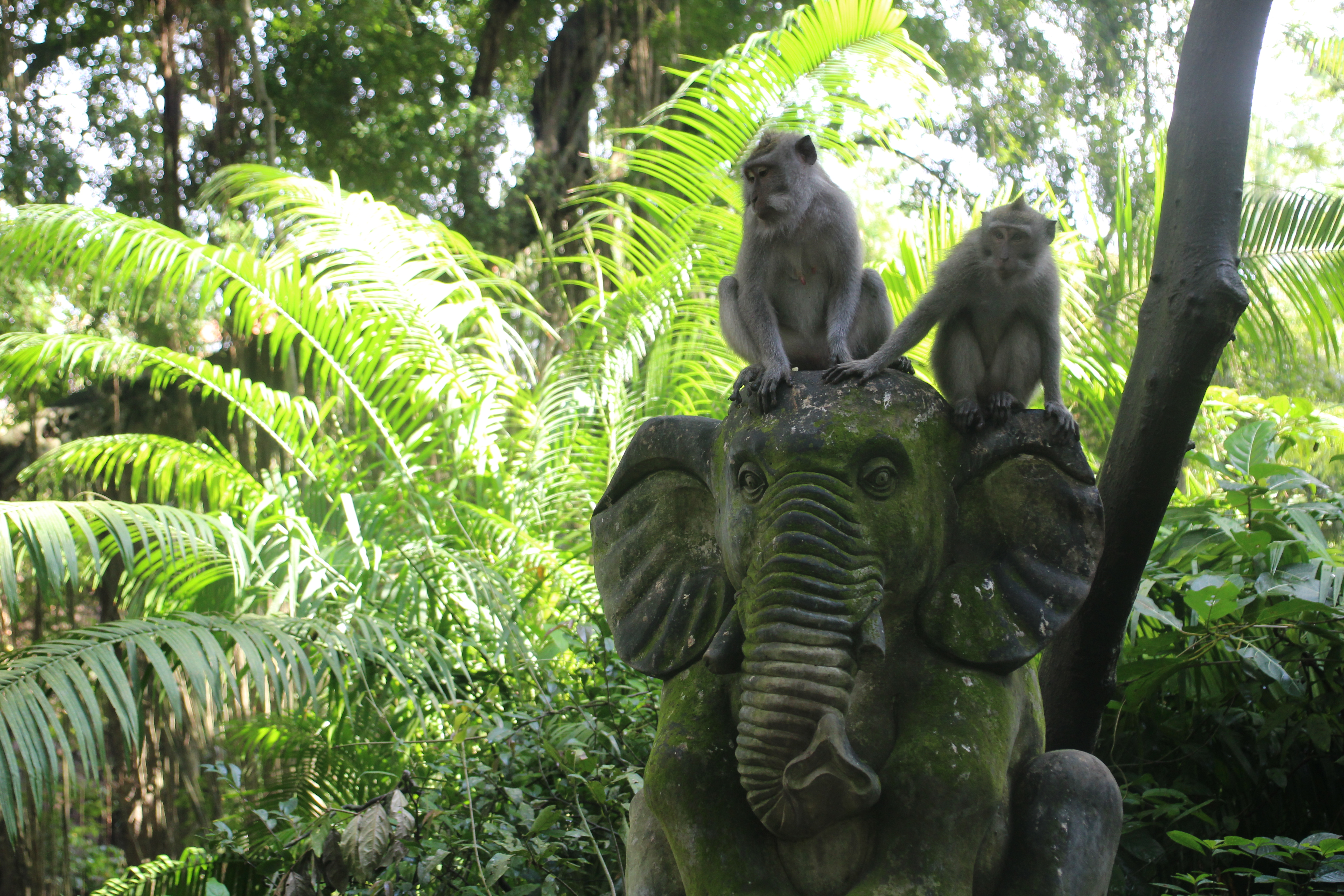 Guía de Bali monkey forest