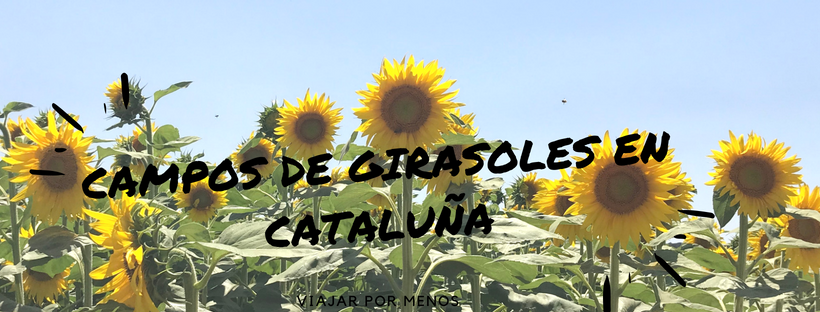 Campos de girasoles en Cataluña