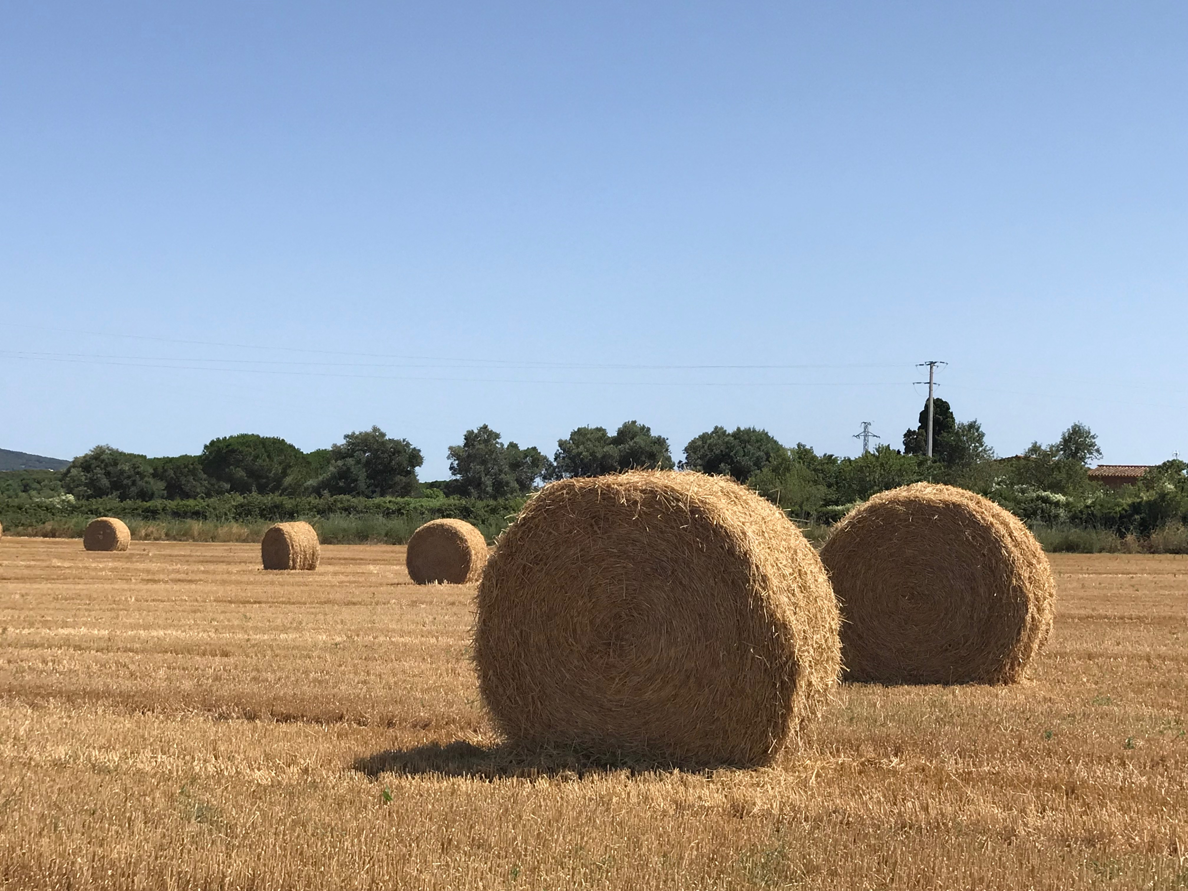 Dónde ver campos de girasoles en Cataluña
