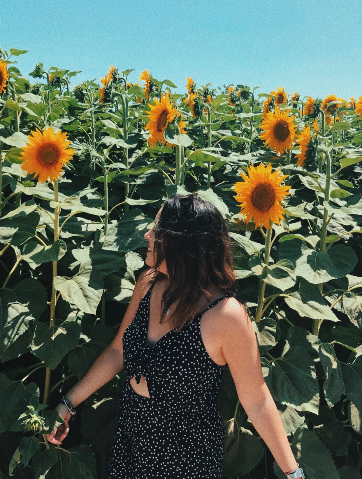 Campos de girasoles en Cataluña