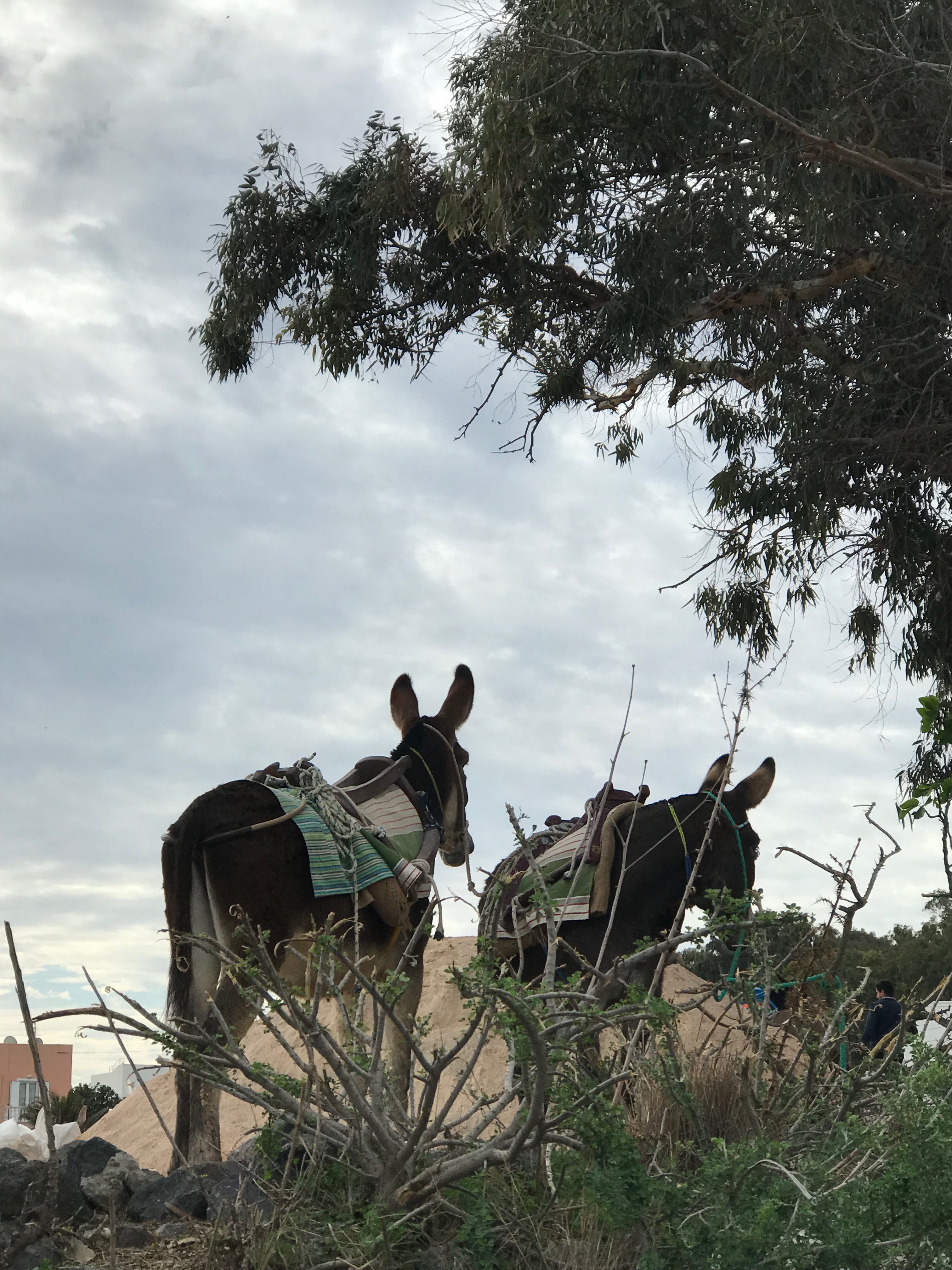 Qué ver en Santorini con niños