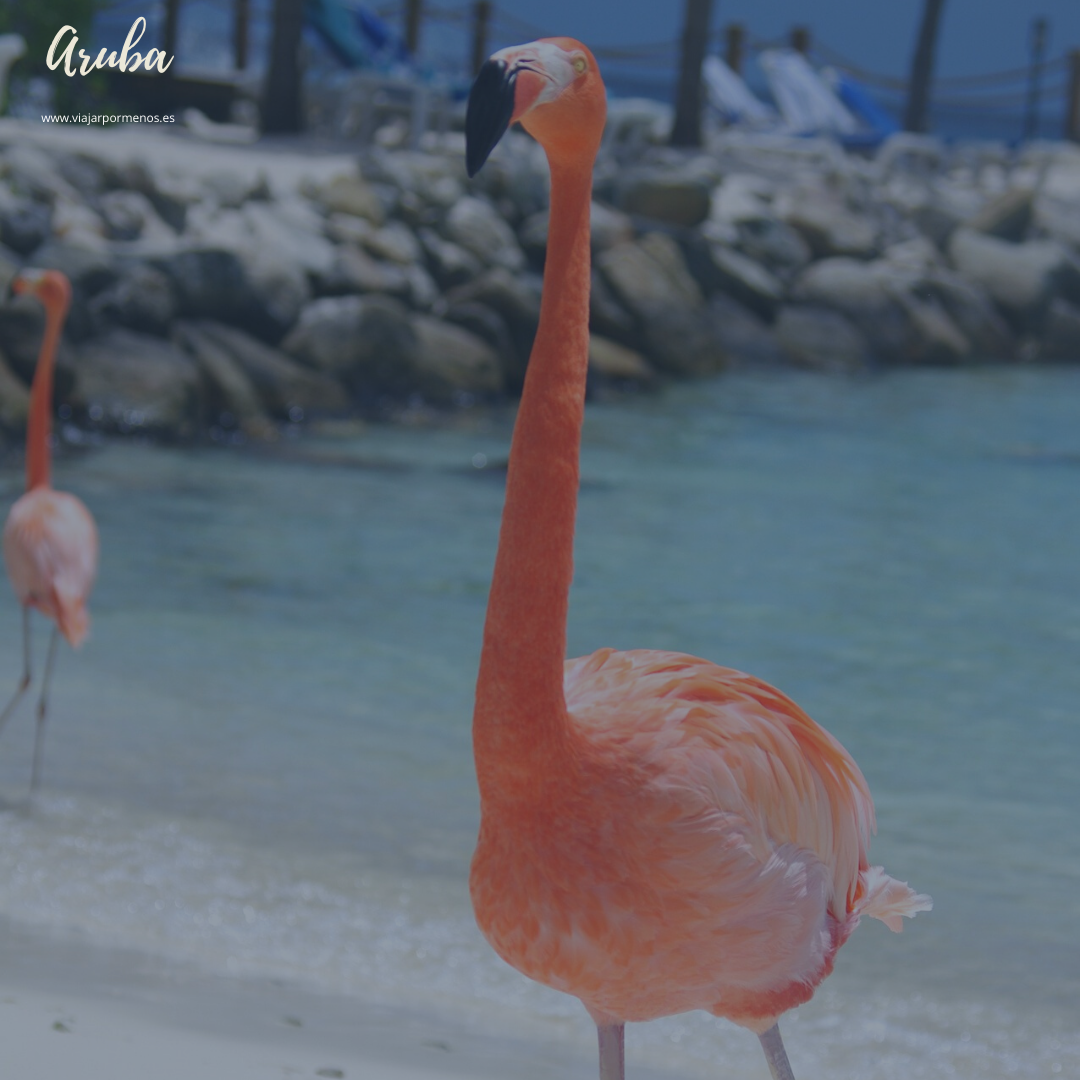 Las 10 islas más bonitas del mundo Aruba