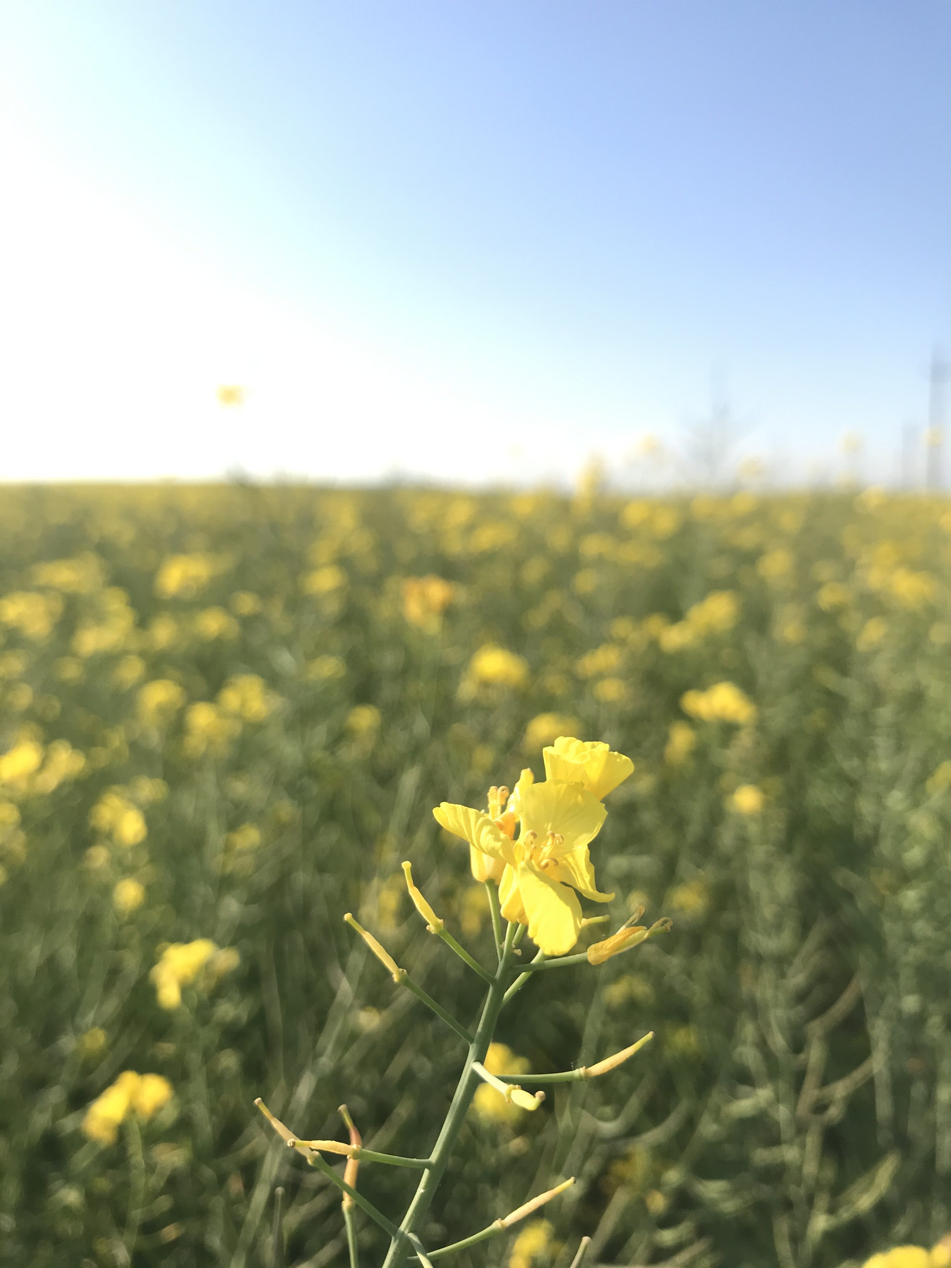 Campos de colza cerca de Barcelona