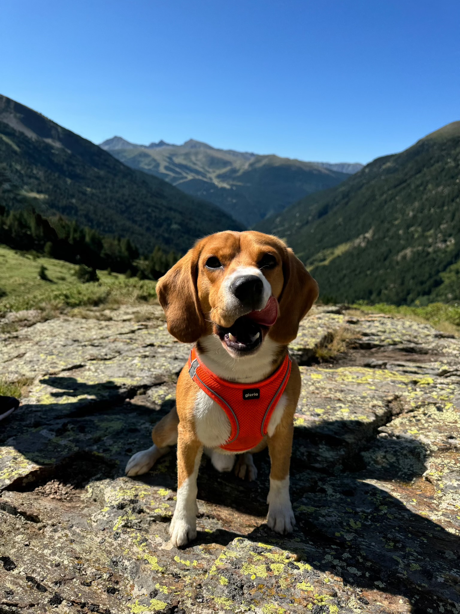 Andorra con Perro - Refugio de Cabana Cóms de Jan