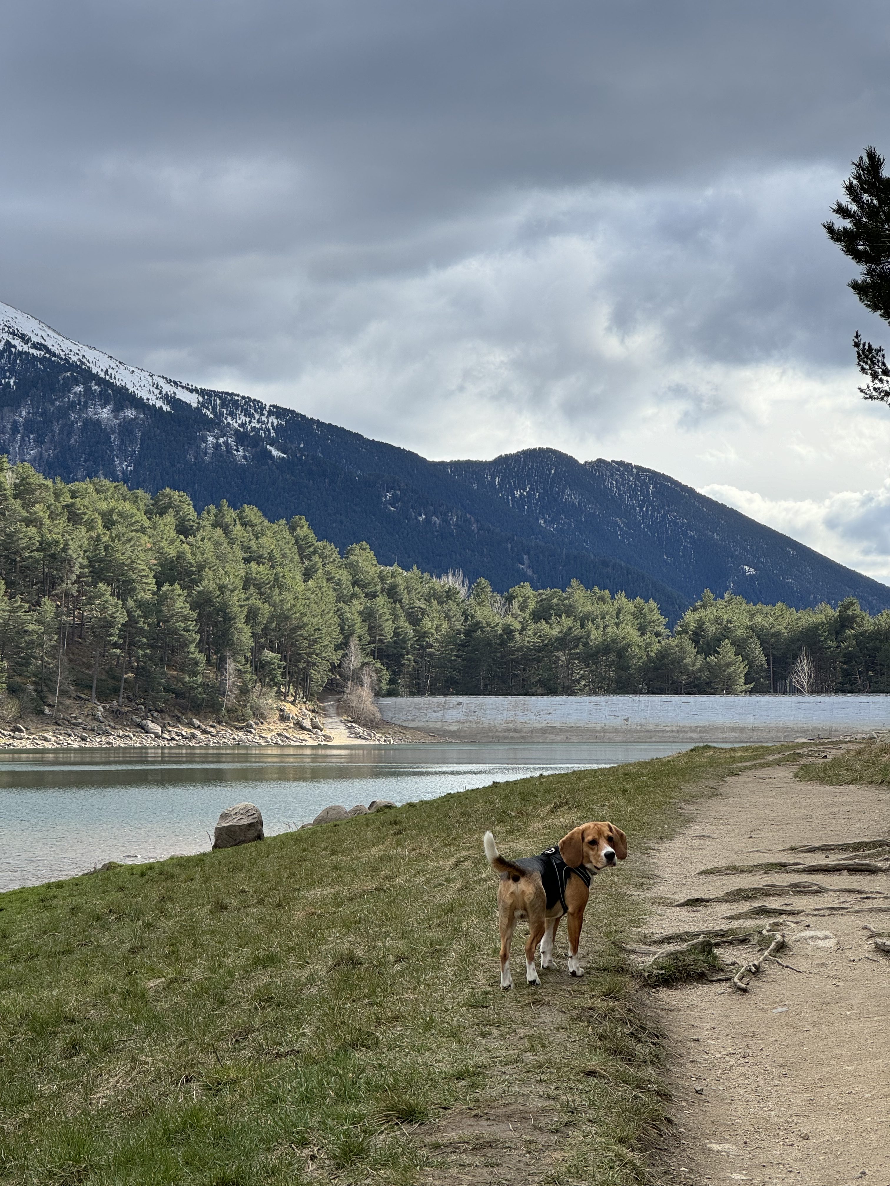 Andorra con perro 