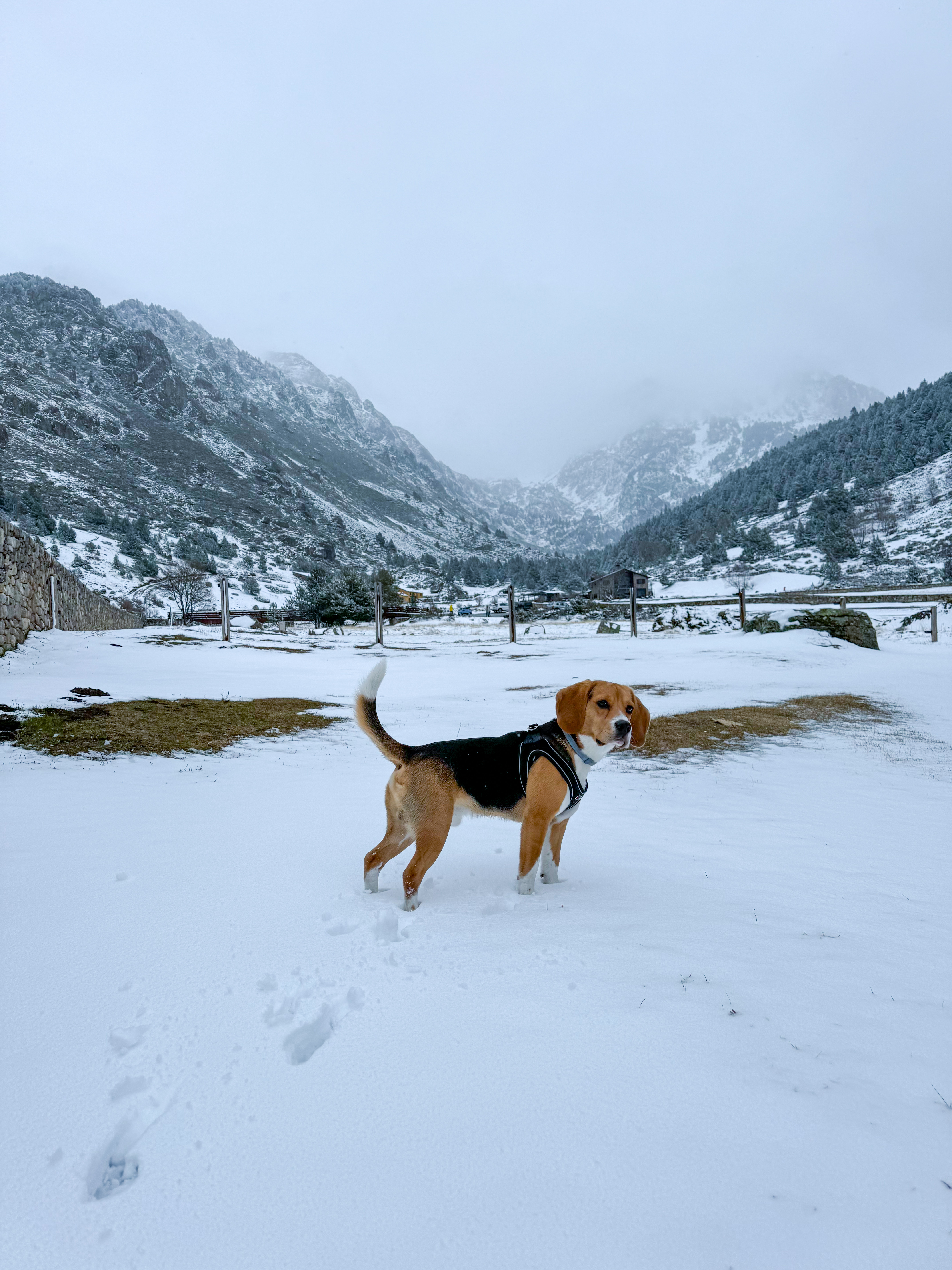 Andorra con Perro Vall d'Incles