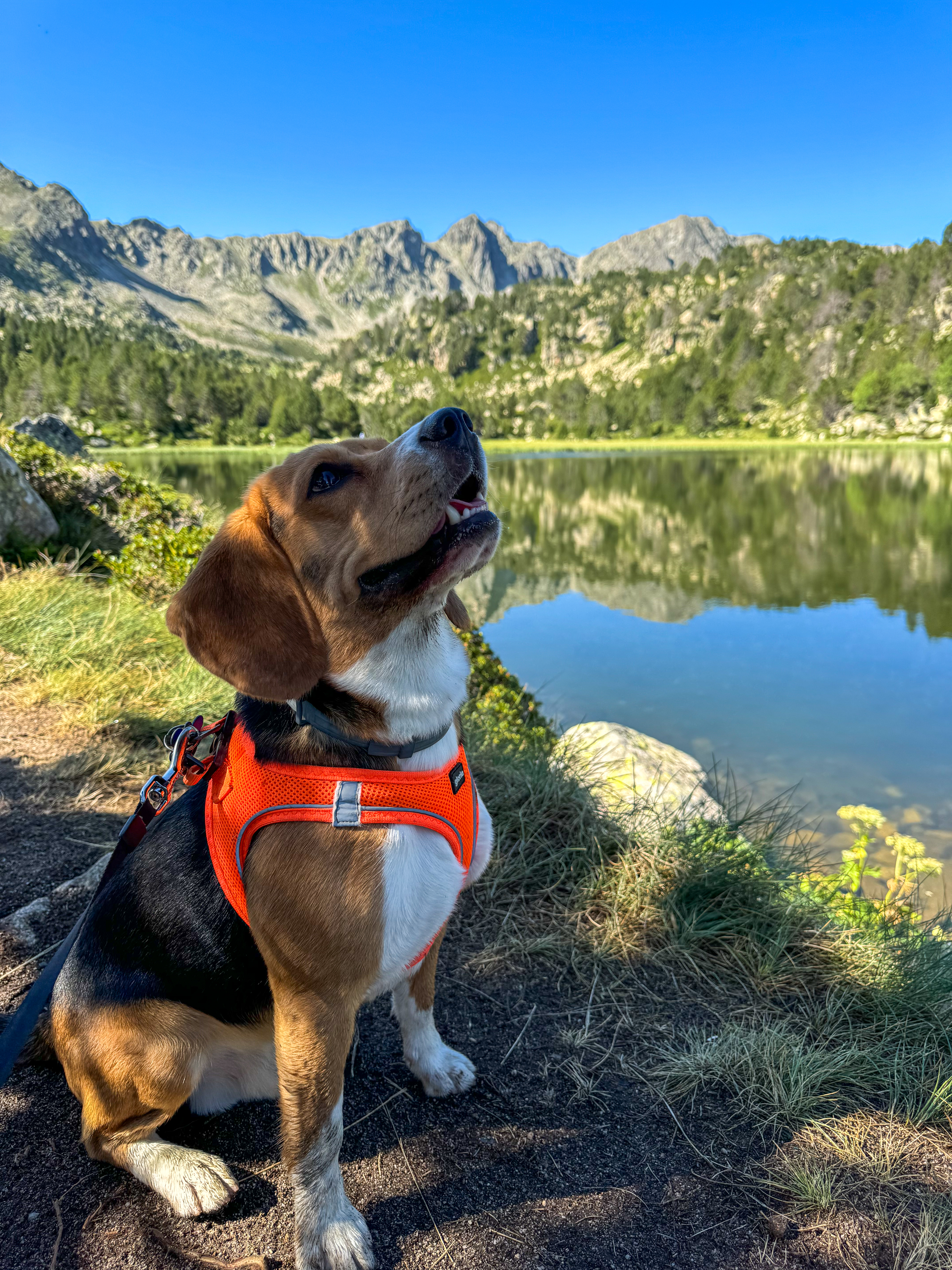 Andorra con Perro - Estany dels Pessons