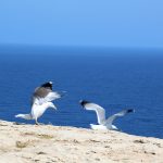 Qué ver en Ibiza excursión a Formentera